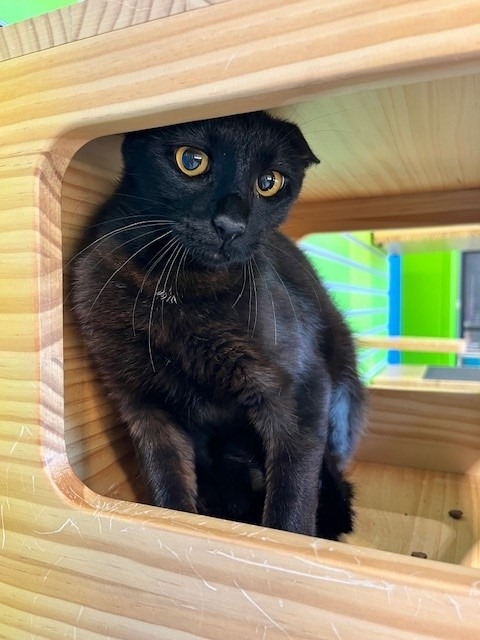 Enlarge Eclipse, a Adoptable mixed breed in Tyler, TX image 1/1