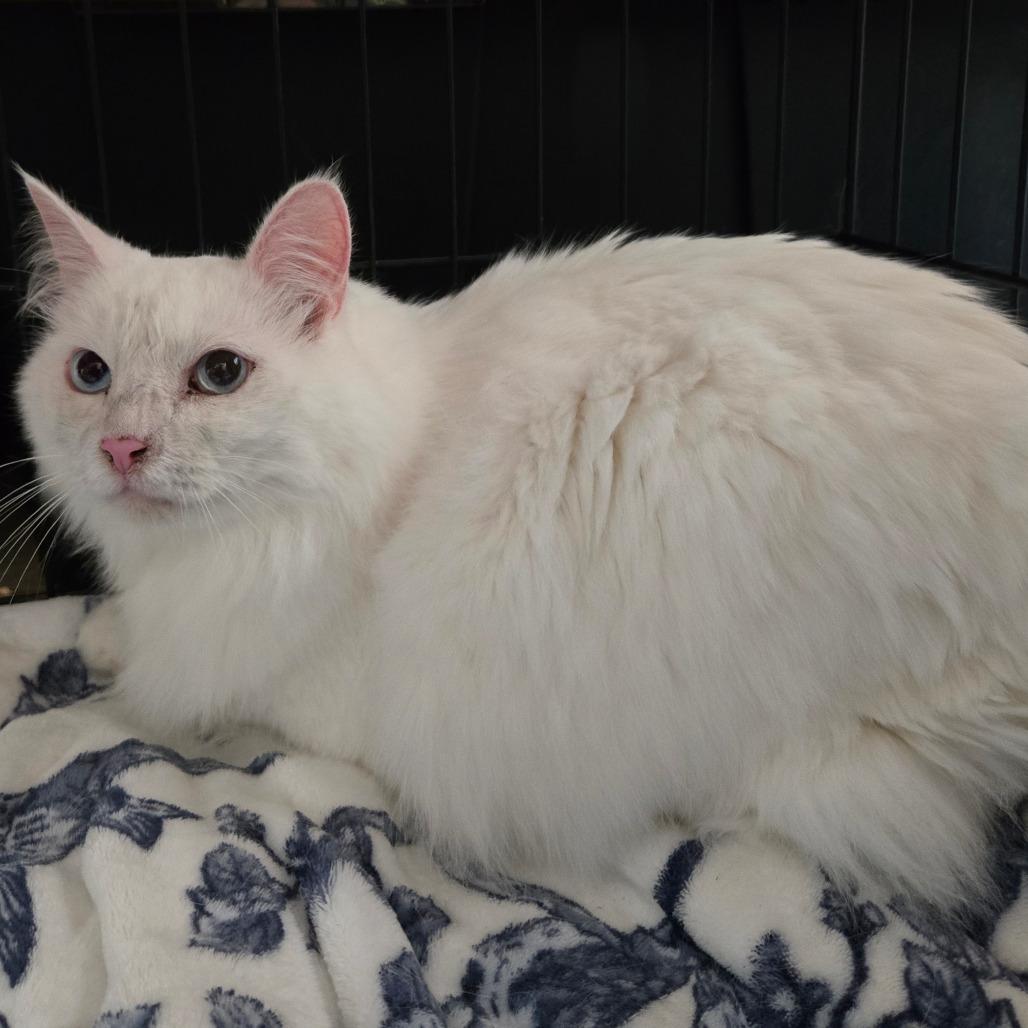 Kitten, an adoptable Domestic Long Hair in Nampa, ID, 83651 | Photo Image 1