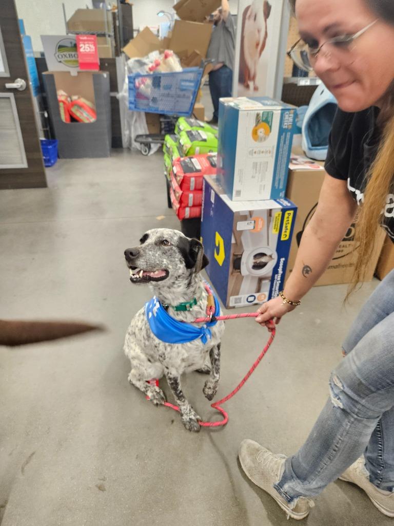 Enlarge Dottie, a Adoptable mixed breed in Darien, GA image 1/1