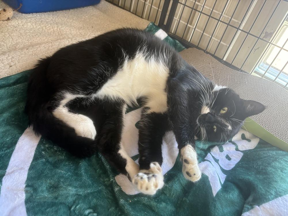 Enlarge Tommy, a Adoptable American Shorthair in Westwood, NJ image 1/2