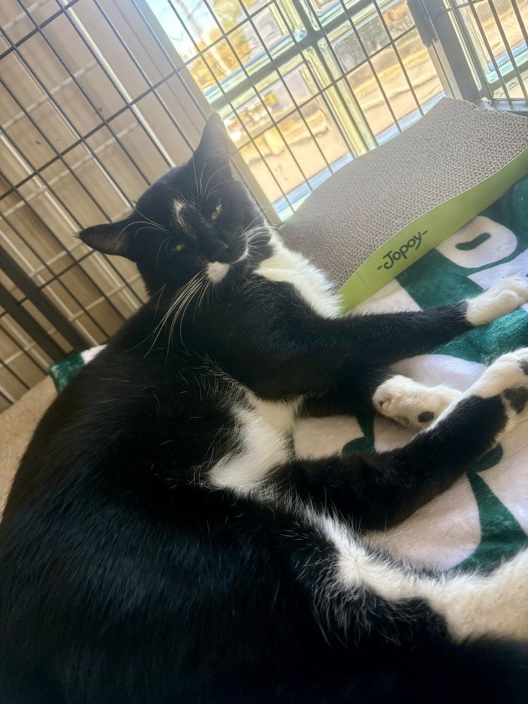 Enlarge Tommy, a Adoptable American Shorthair in Westwood, NJ image 2/2