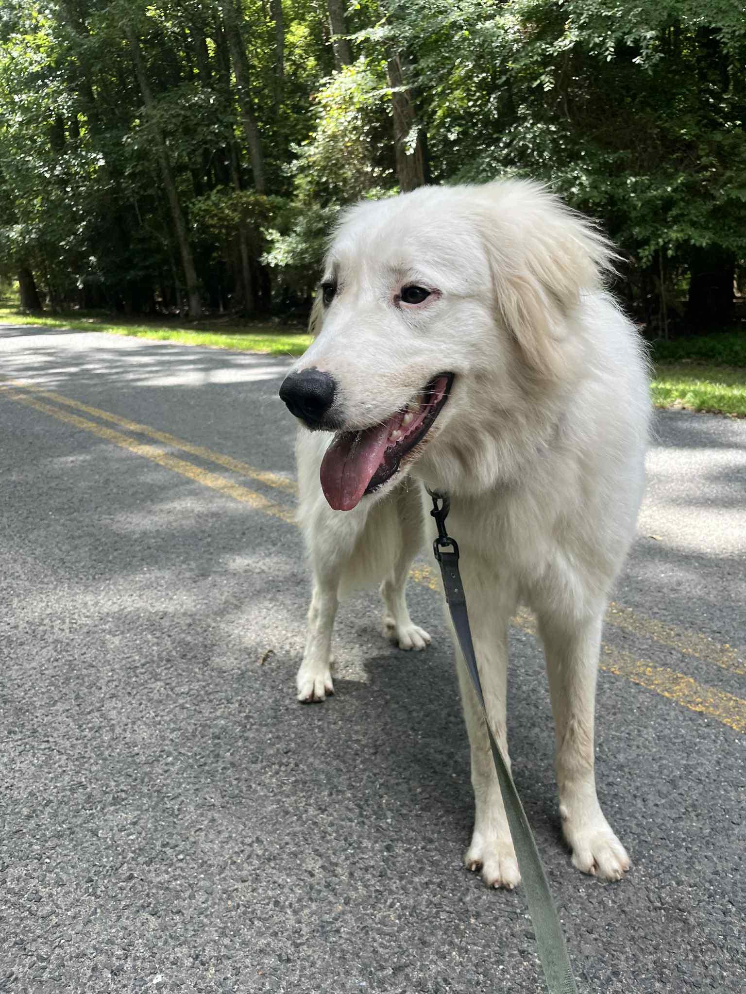 Enlarge Cole, a Adoptable mixed breed in Richmond, VA image 1/2