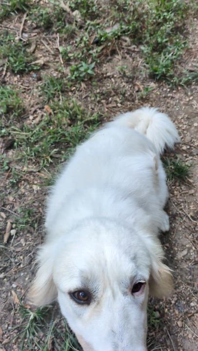 Enlarge Cole, a Adoptable mixed breed in Richmond, VA video 2/2