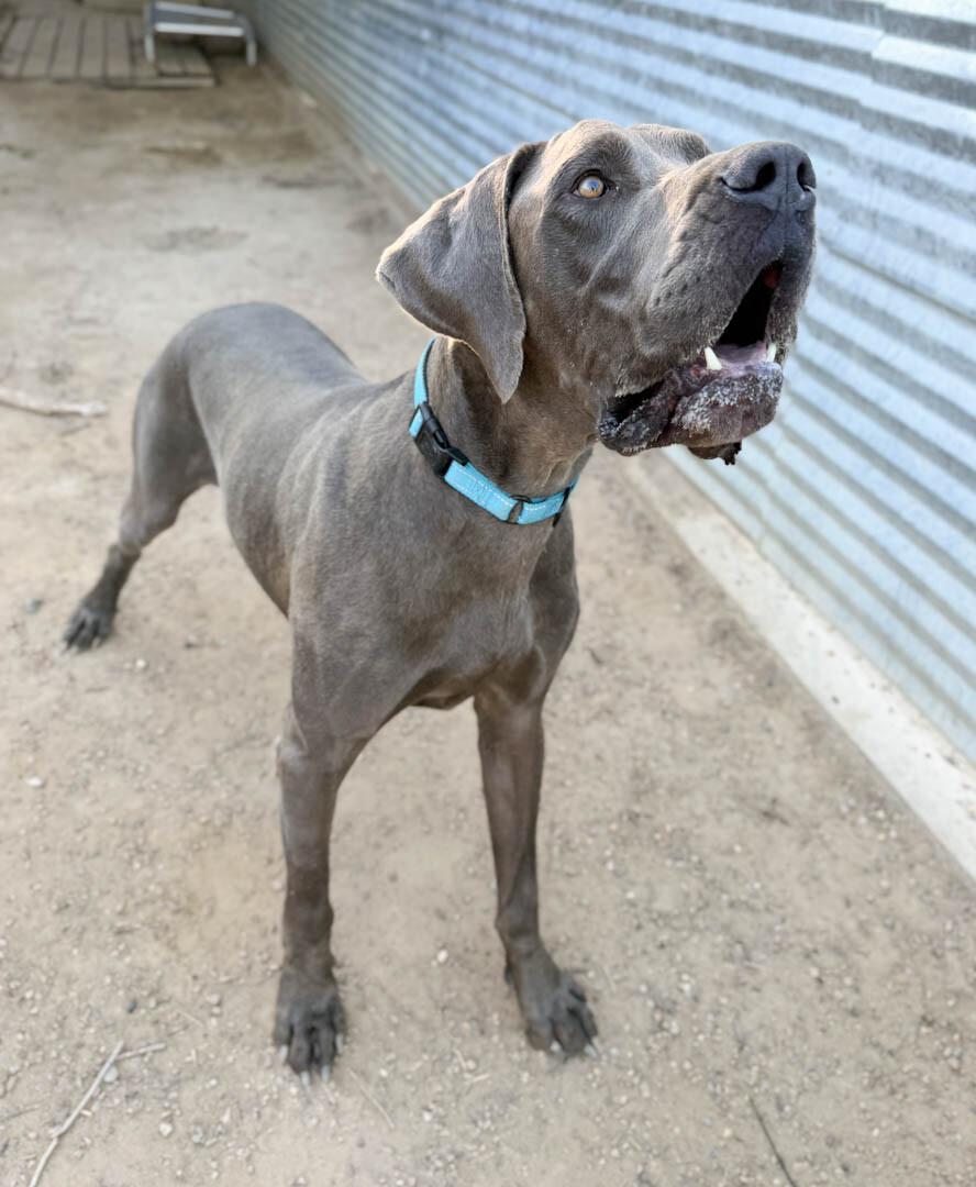 Stealth, Adoptable, Adult Male Great Dane.