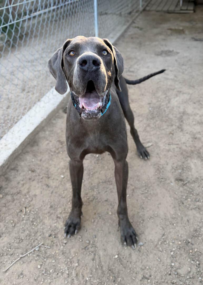Enlarge Stealth, a Adoptable Great Dane in Windsor, CO image 2/3