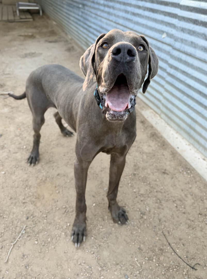 Enlarge Stealth, a Adoptable Great Dane in Windsor, CO image 3/3