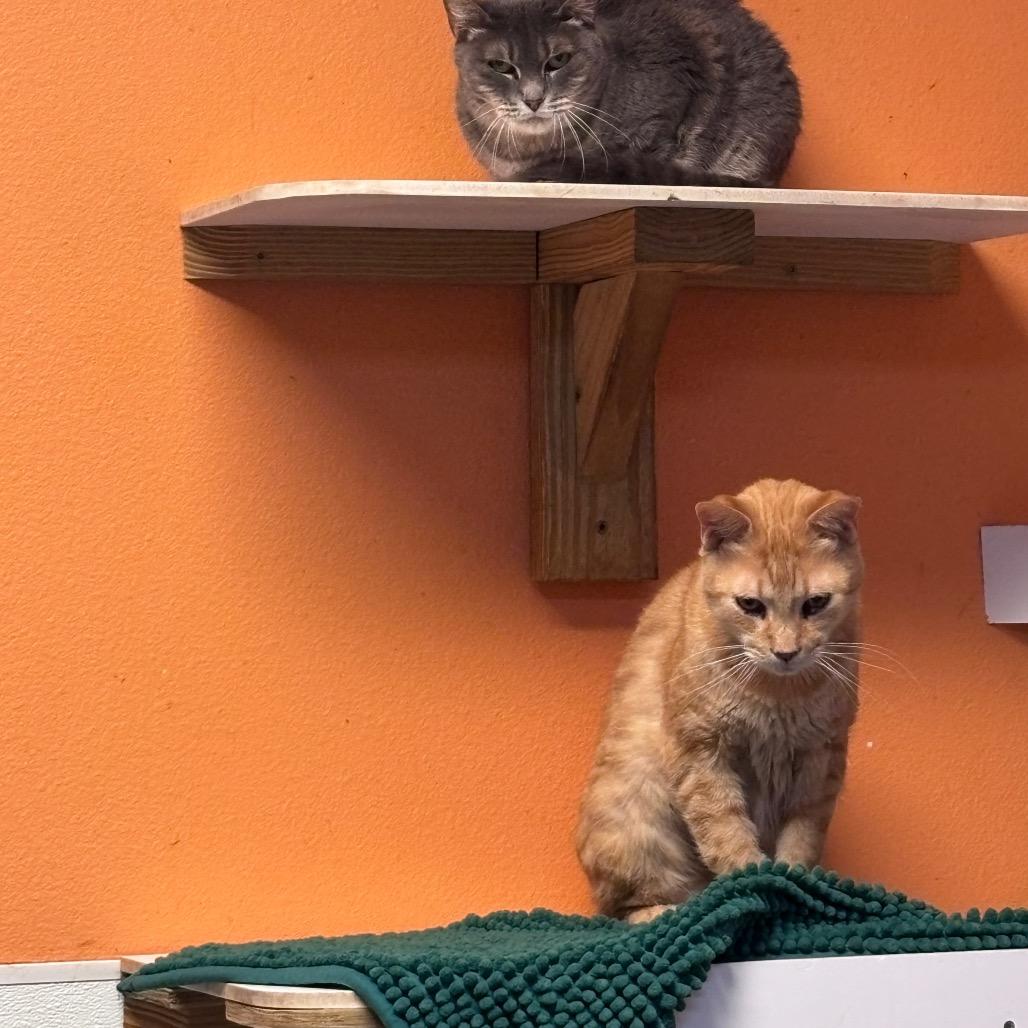 Jonis, Adoptable, Senior Male Domestic Short Hair.