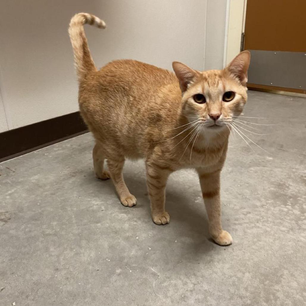 Enlarge Jonis, a Adoptable Domestic Short Hair in Fulton, TX image 2/2