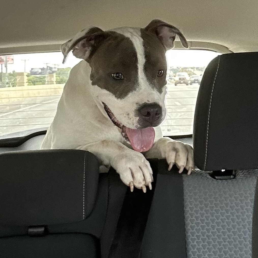 Dog for adoption Carla, an American Staffordshire Terrier Mix in