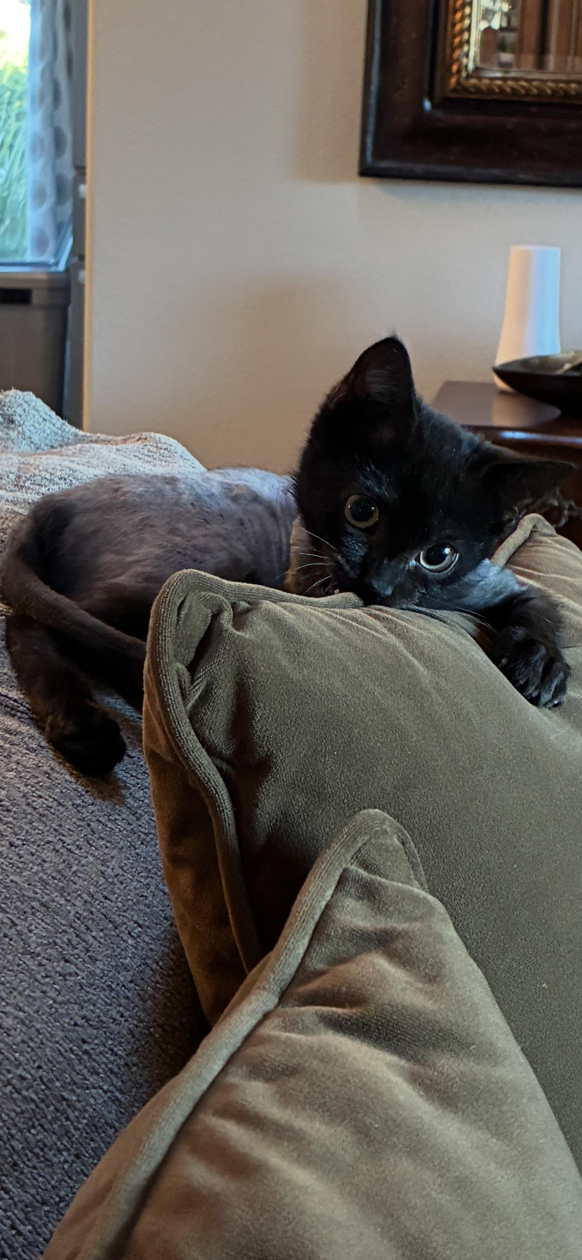 Enlarge Zip, a Adopted American Shorthair in Orlando, FL image 2/3