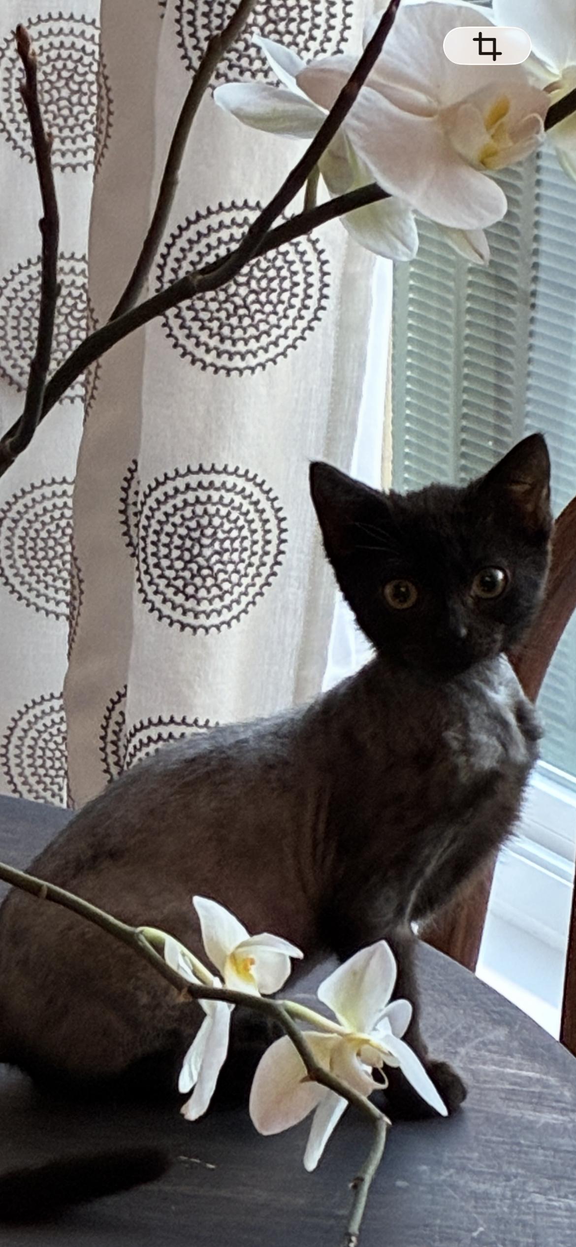 Enlarge Zip, a Adopted American Shorthair in Orlando, FL image 3/3