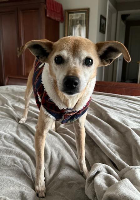 *medical hold DeeDee, Adoptable, Senior Female Chihuahua.