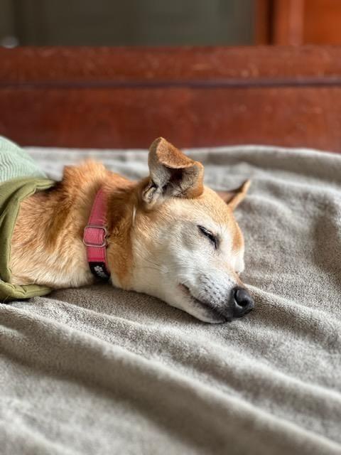 *medical hold DeeDee, Adoptable, Senior Female Chihuahua.