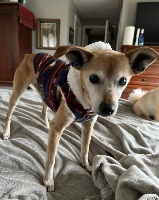 Enlarge *medical hold DeeDee, a Adoptable Chihuahua in Leander, TX image 2/5