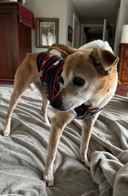 Enlarge *medical hold DeeDee, a Adoptable Chihuahua in Leander, TX image 4/5