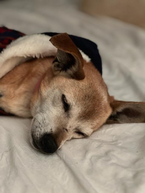 Enlarge *medical hold DeeDee, a Adoptable Chihuahua in Leander, TX image 5/5