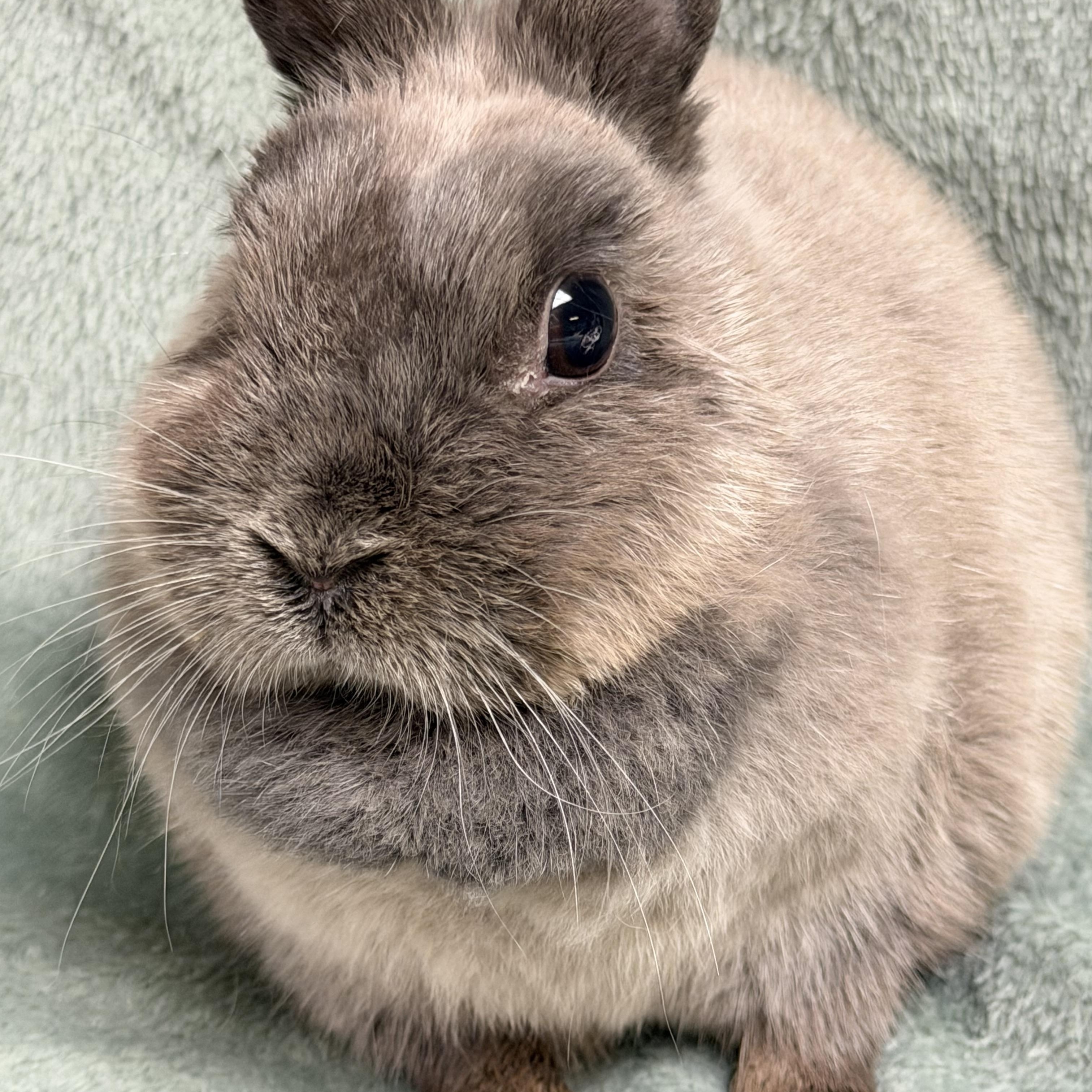 Tinkerbelle, a ADOPTABLE Netherland Dwarf in Edinburg, PA image 4/5