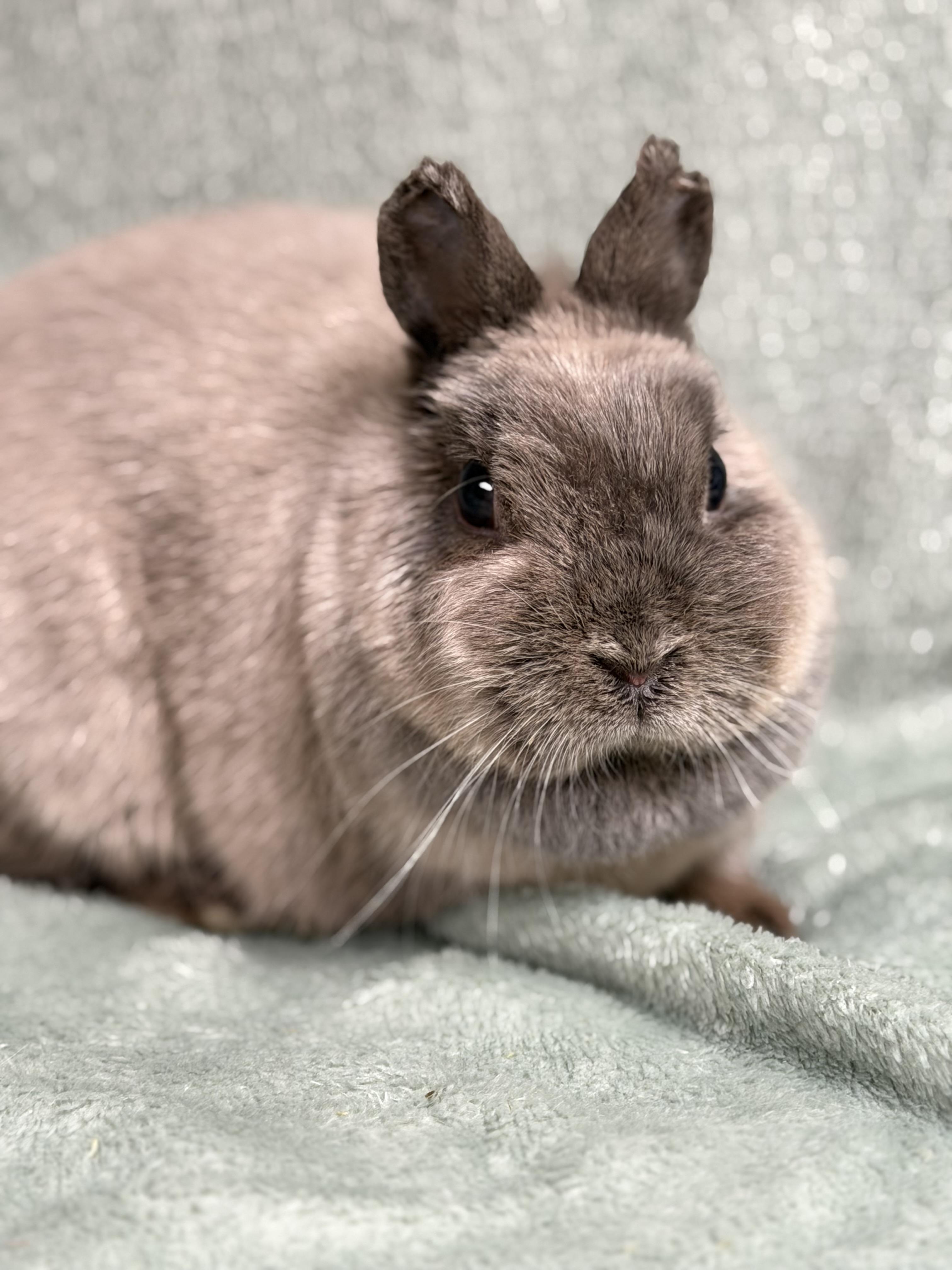 Tinkerbelle, a ADOPTABLE Netherland Dwarf in Edinburg, PA image 3/5