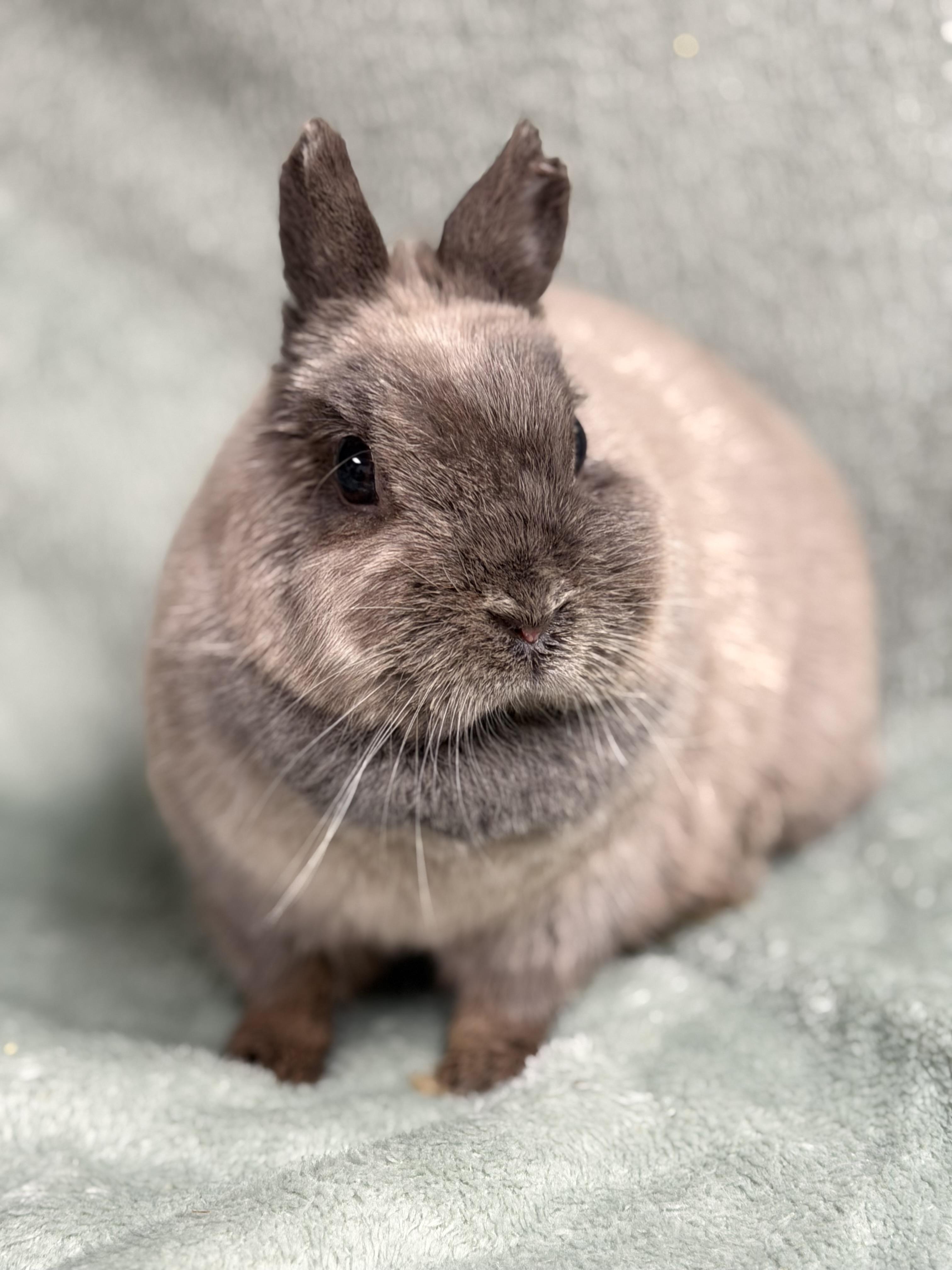 Tinkerbelle, ADOPTABLE, Adult Female Netherland Dwarf.
