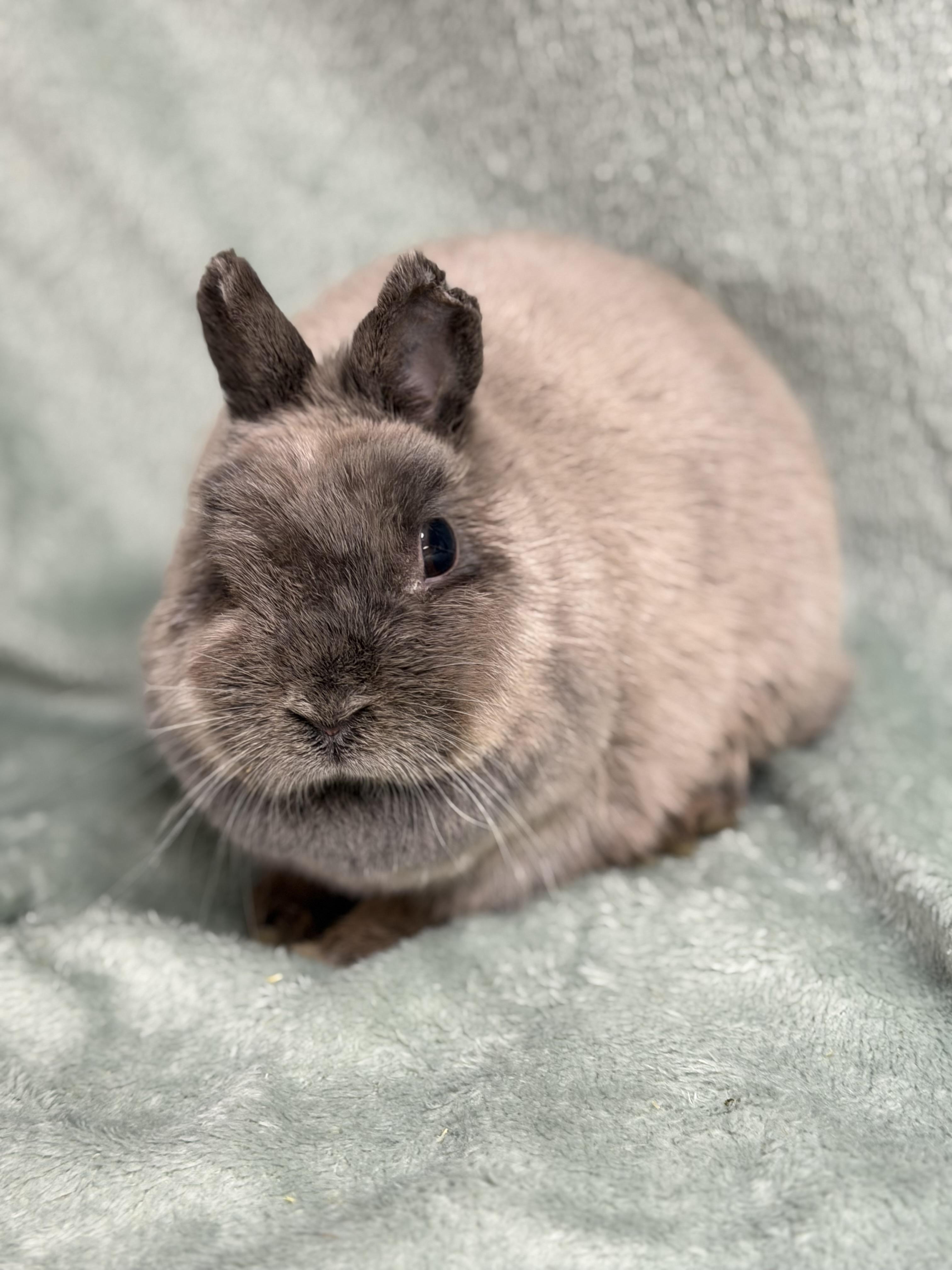 Tinkerbelle, a ADOPTABLE Netherland Dwarf in Edinburg, PA image 5/5