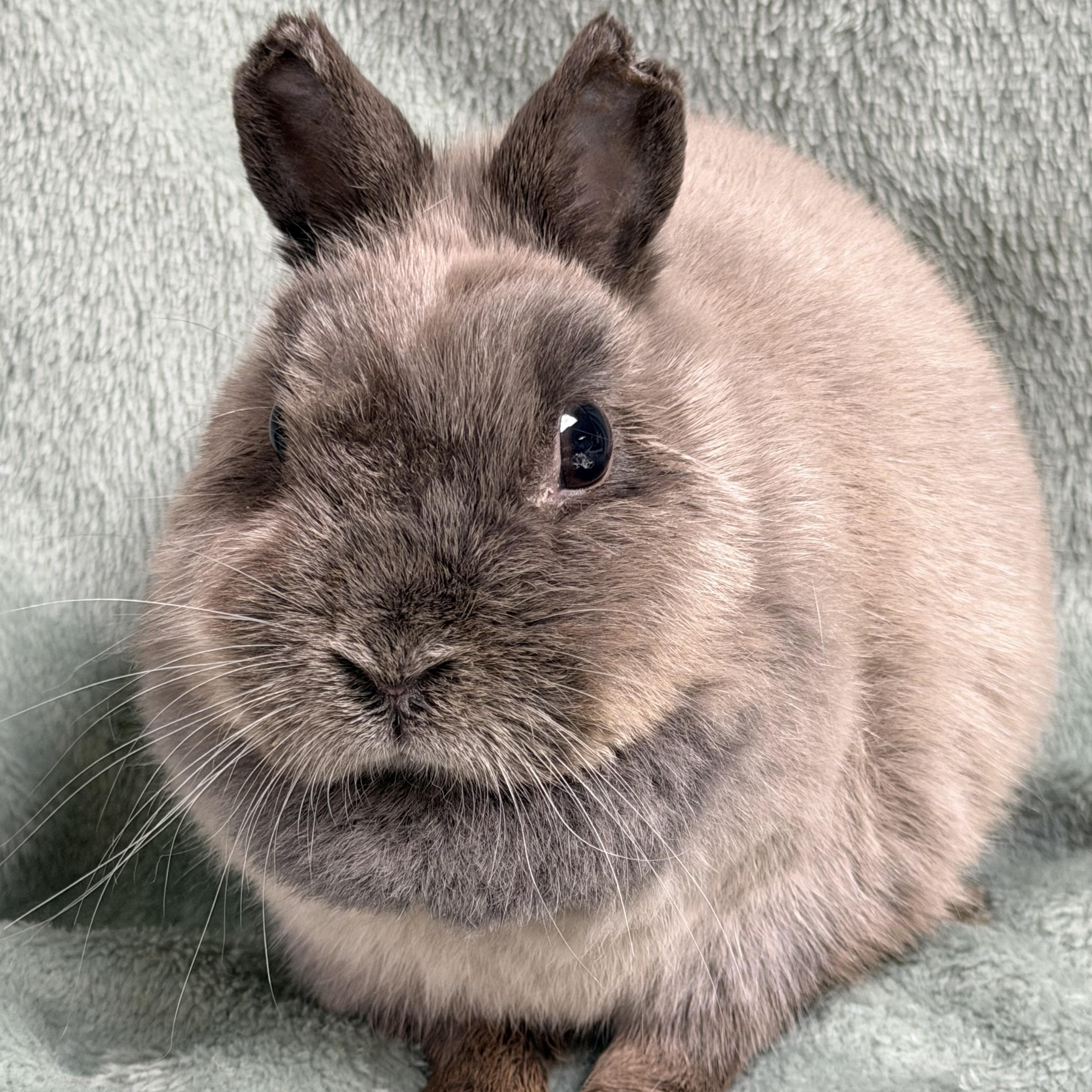 Tinkerbelle, a ADOPTABLE Netherland Dwarf in Edinburg, PA image 2/5