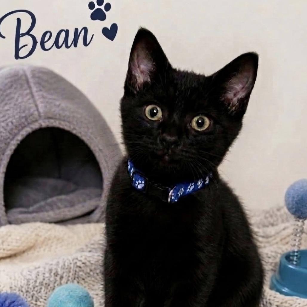 Bean, Adoptable, Kitten Male Domestic Short Hair.