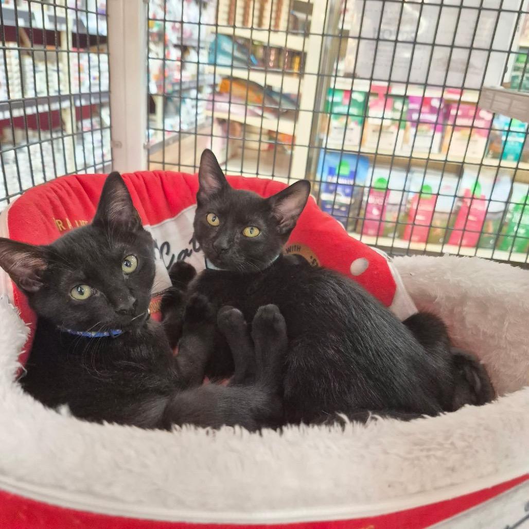 Bean, a Adoptable Domestic Short Hair in Lutz, FL image 3/3