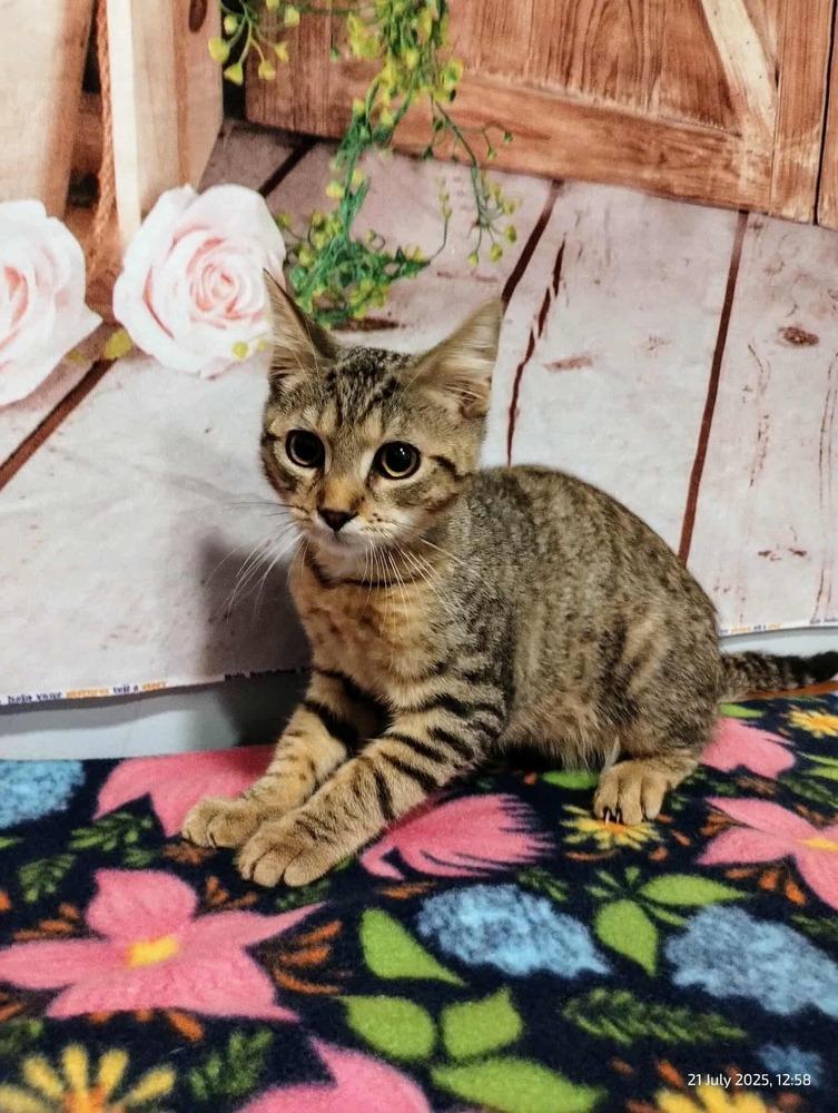 Rikki Tikki Tavi, Adoptable, Kitten Male Domestic Short Hair.