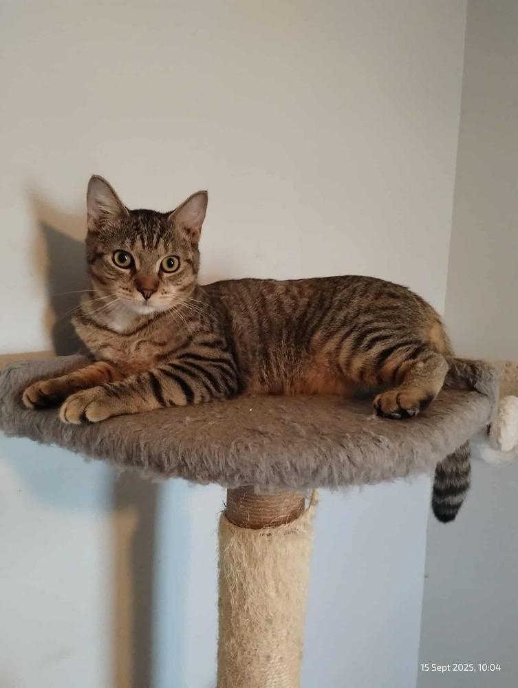 Rikki Tikki Tavi, a Adoptable mixed breed in WARNER ROBINS, GA image 3/3