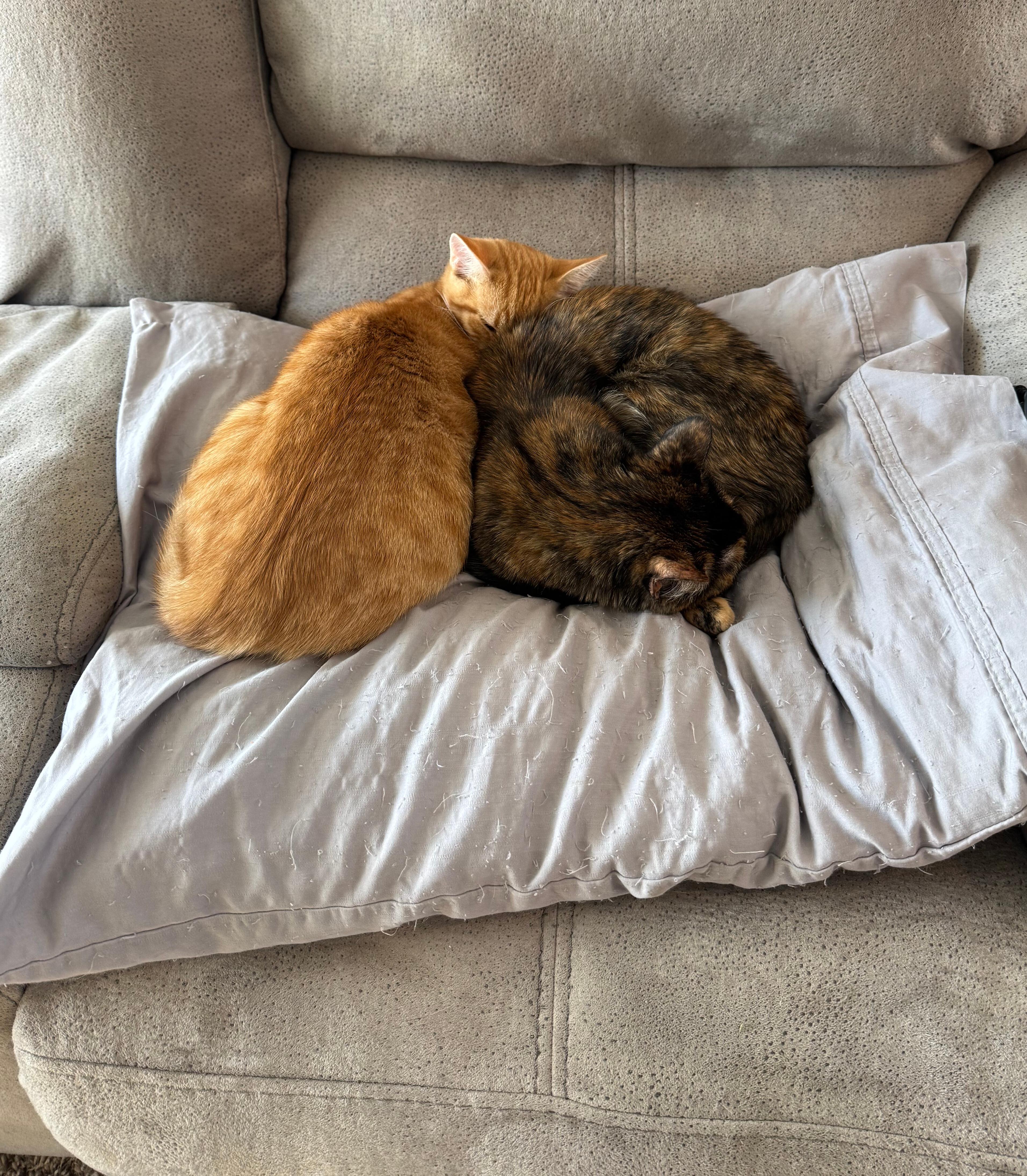 Kevin & OJ, an adopted Domestic Short Hair in Fairview Heights, IL image 4/6