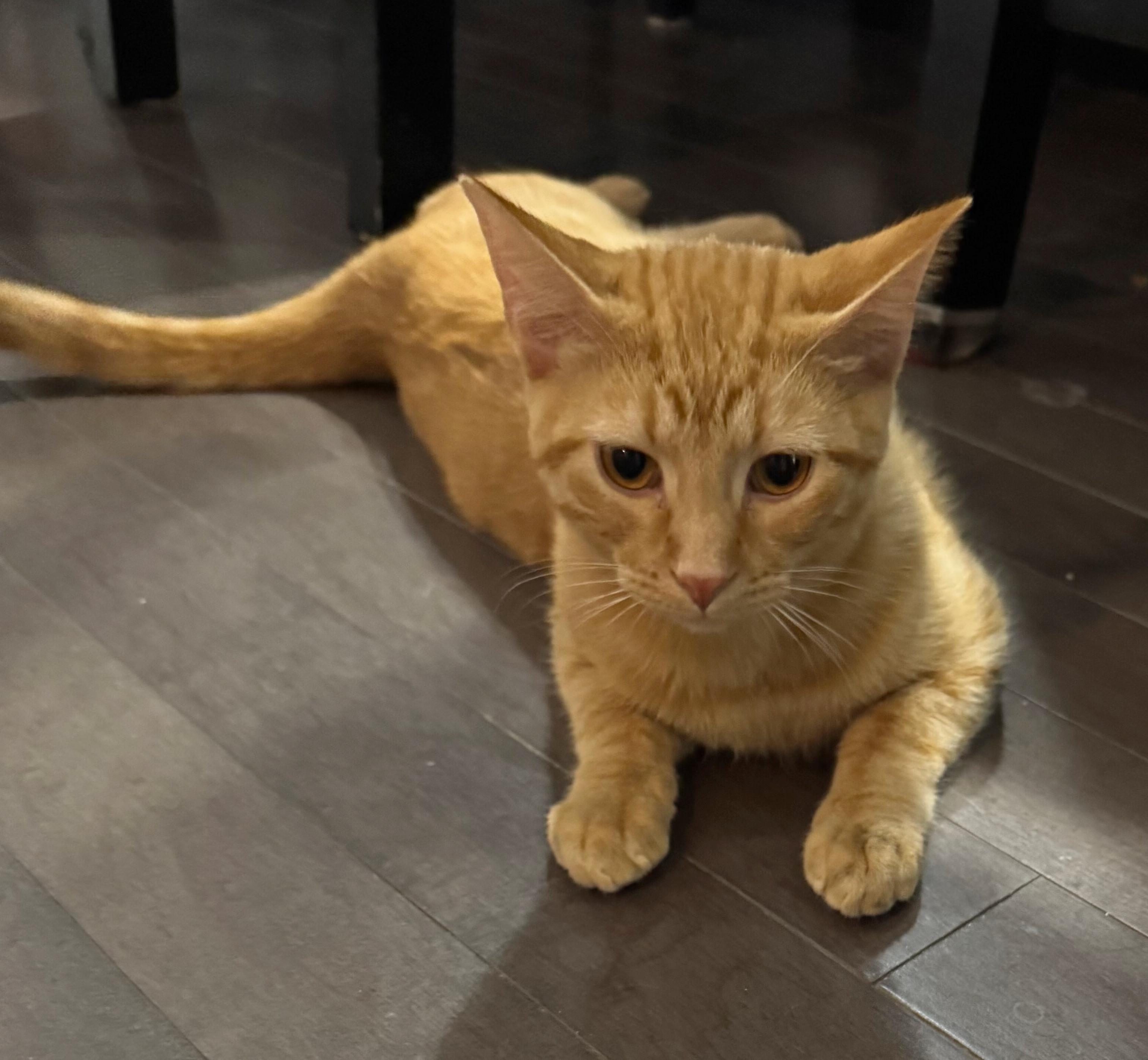 Kevin & OJ, an adopted Domestic Short Hair in Fairview Heights, IL image 5/6