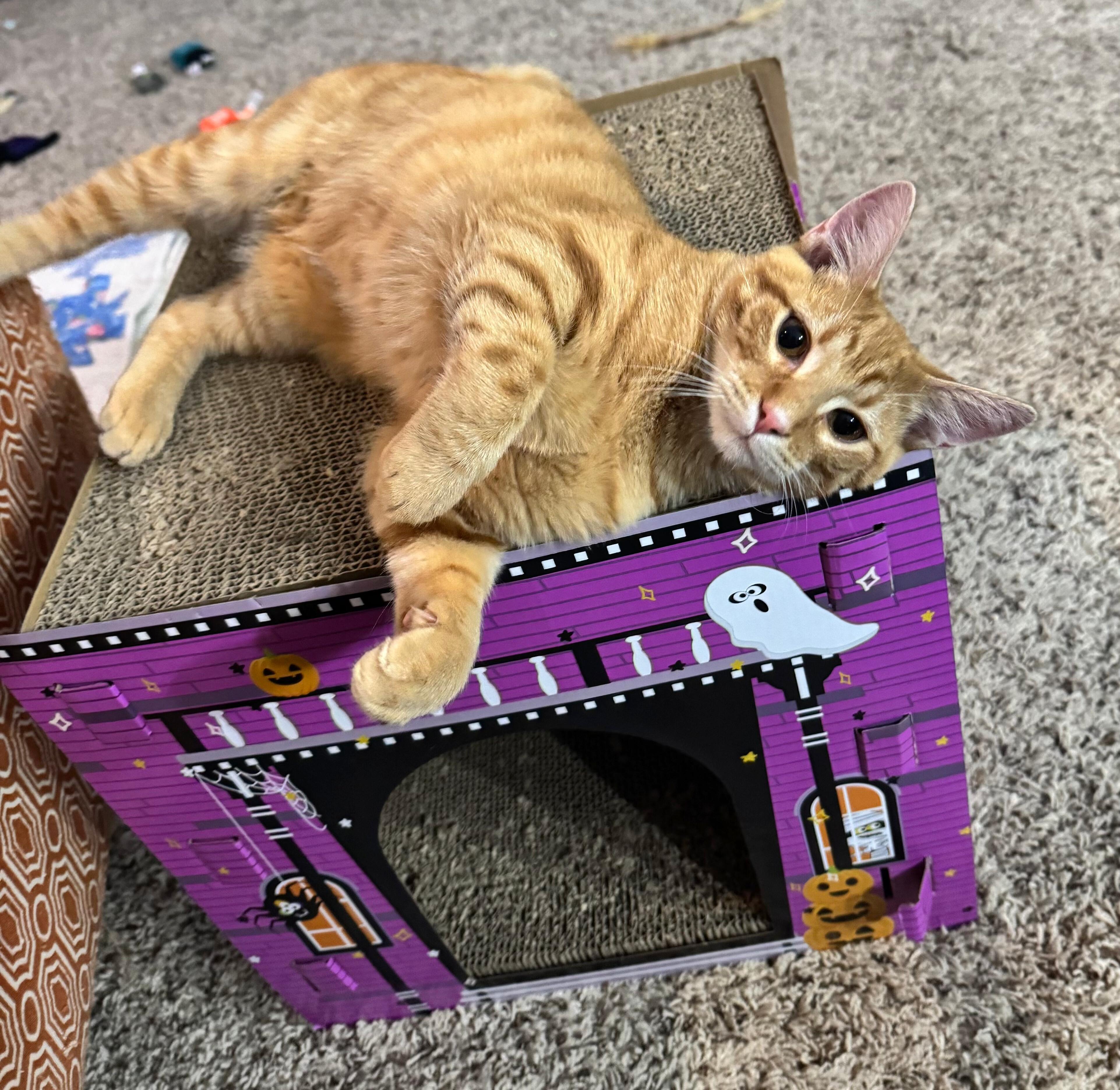 Kevin & OJ, an adopted Domestic Short Hair in Fairview Heights, IL image 2/6