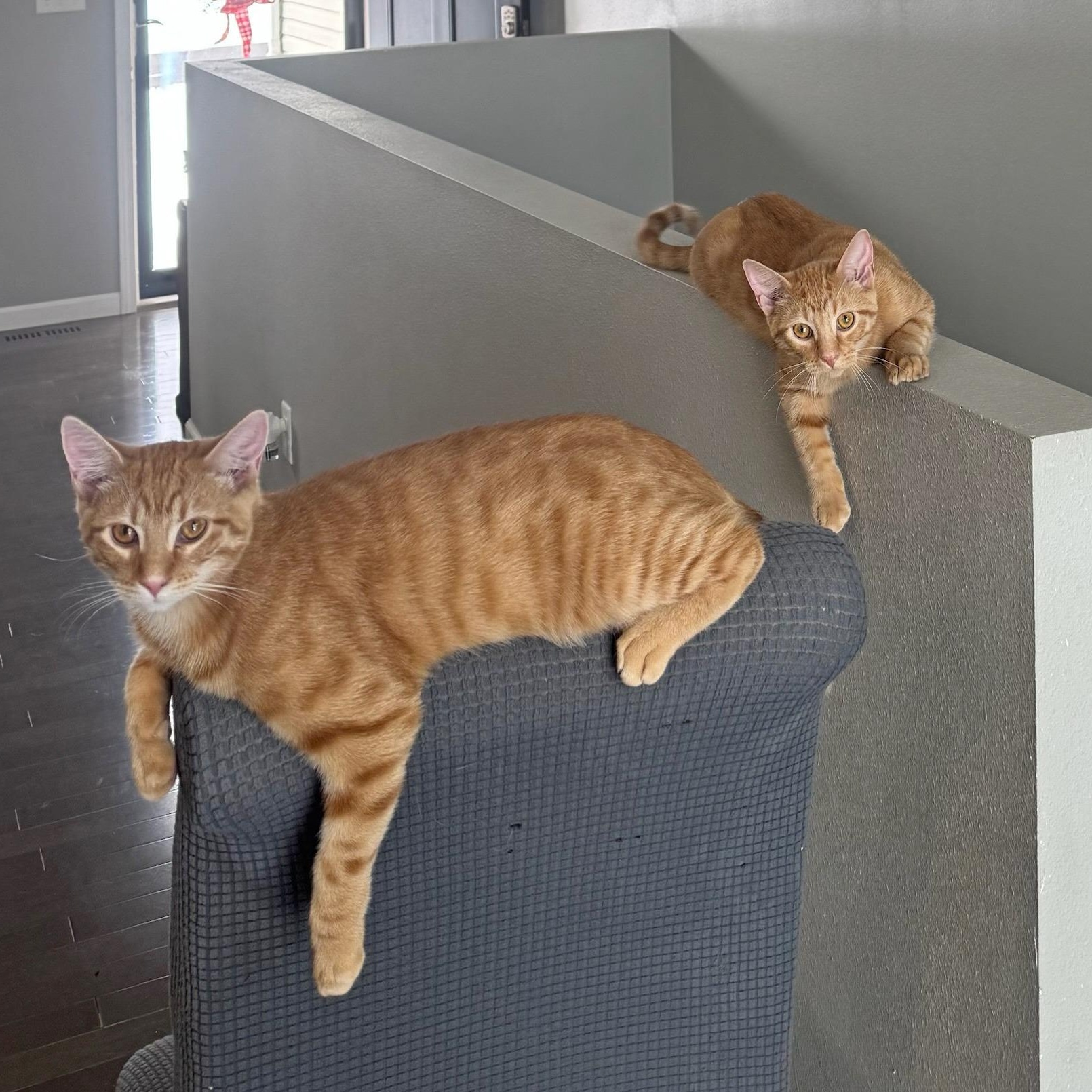 Kevin & OJ, an adopted Domestic Short Hair in Fairview Heights, IL image 6/6