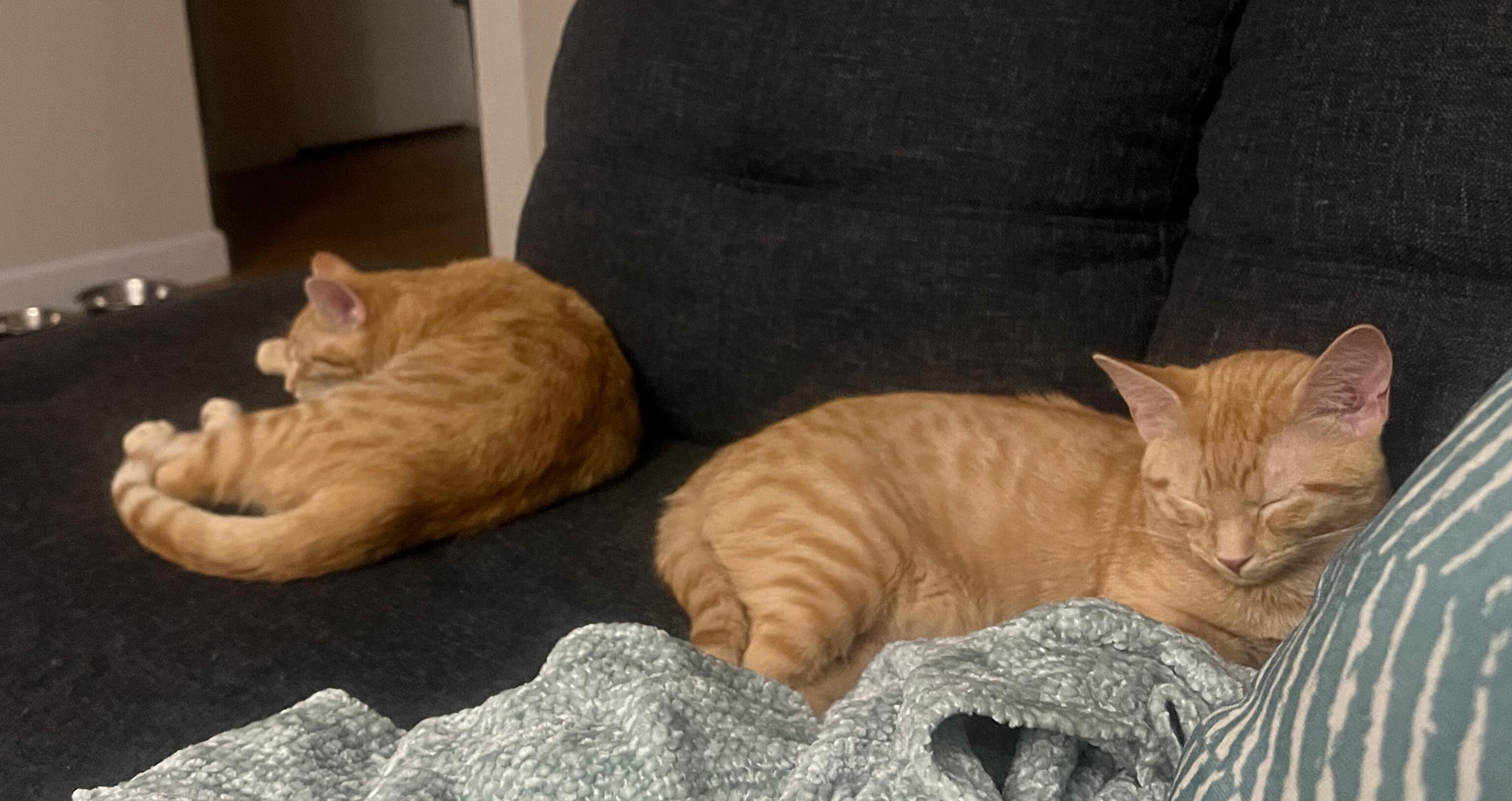 Kevin & OJ, an adopted Domestic Short Hair in Fairview Heights, IL image 3/6