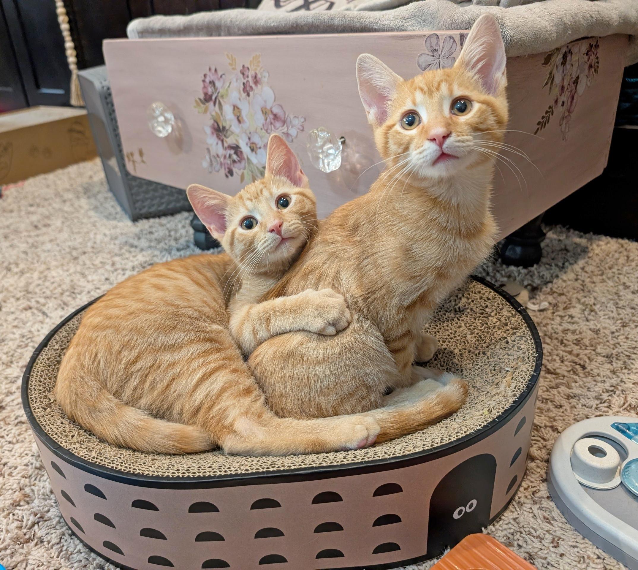 Kevin & OJ, an adopted Domestic Short Hair in Fairview Heights, IL image 1/6