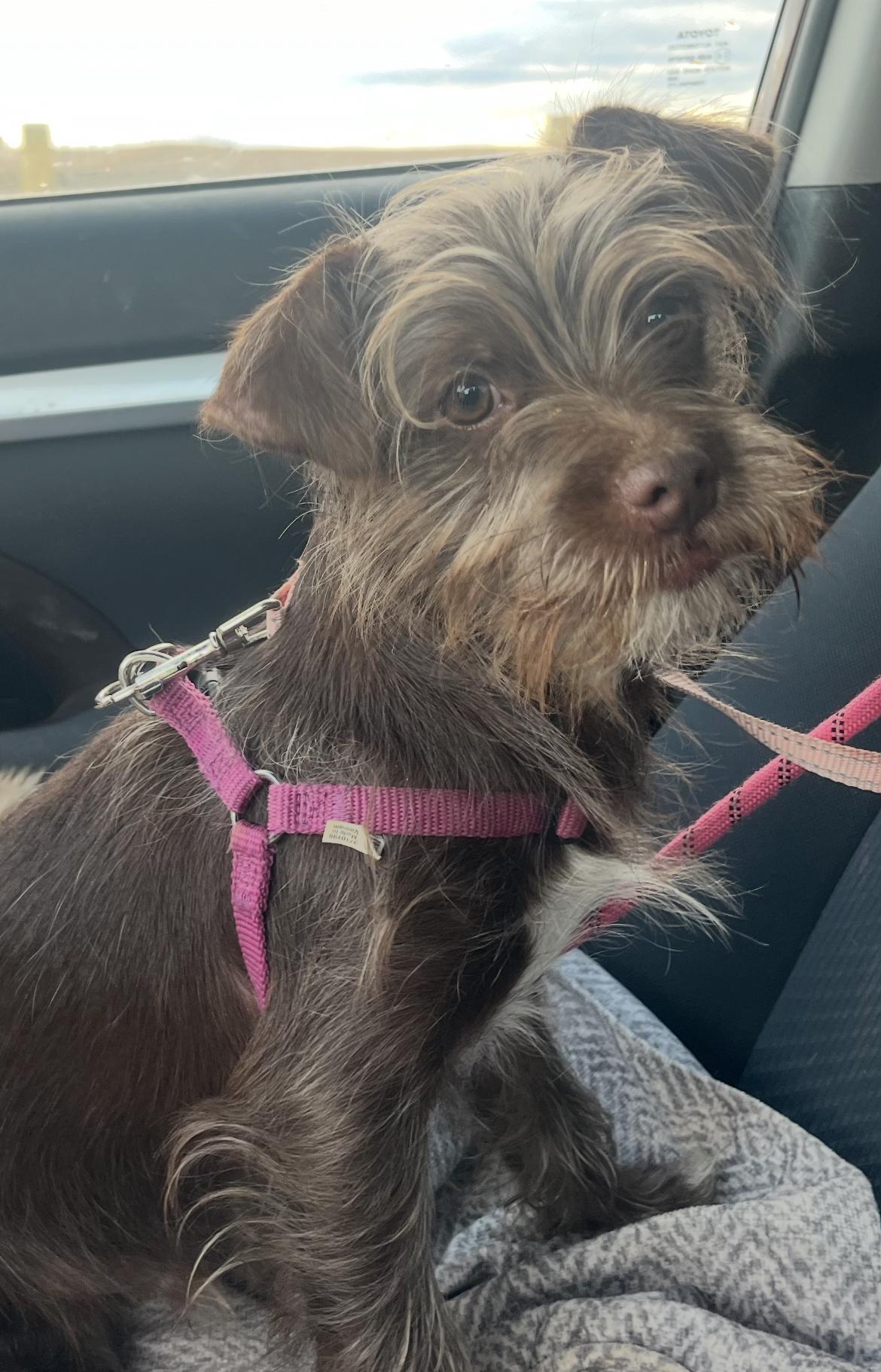 Rex, adopted, Young Male Terrier.