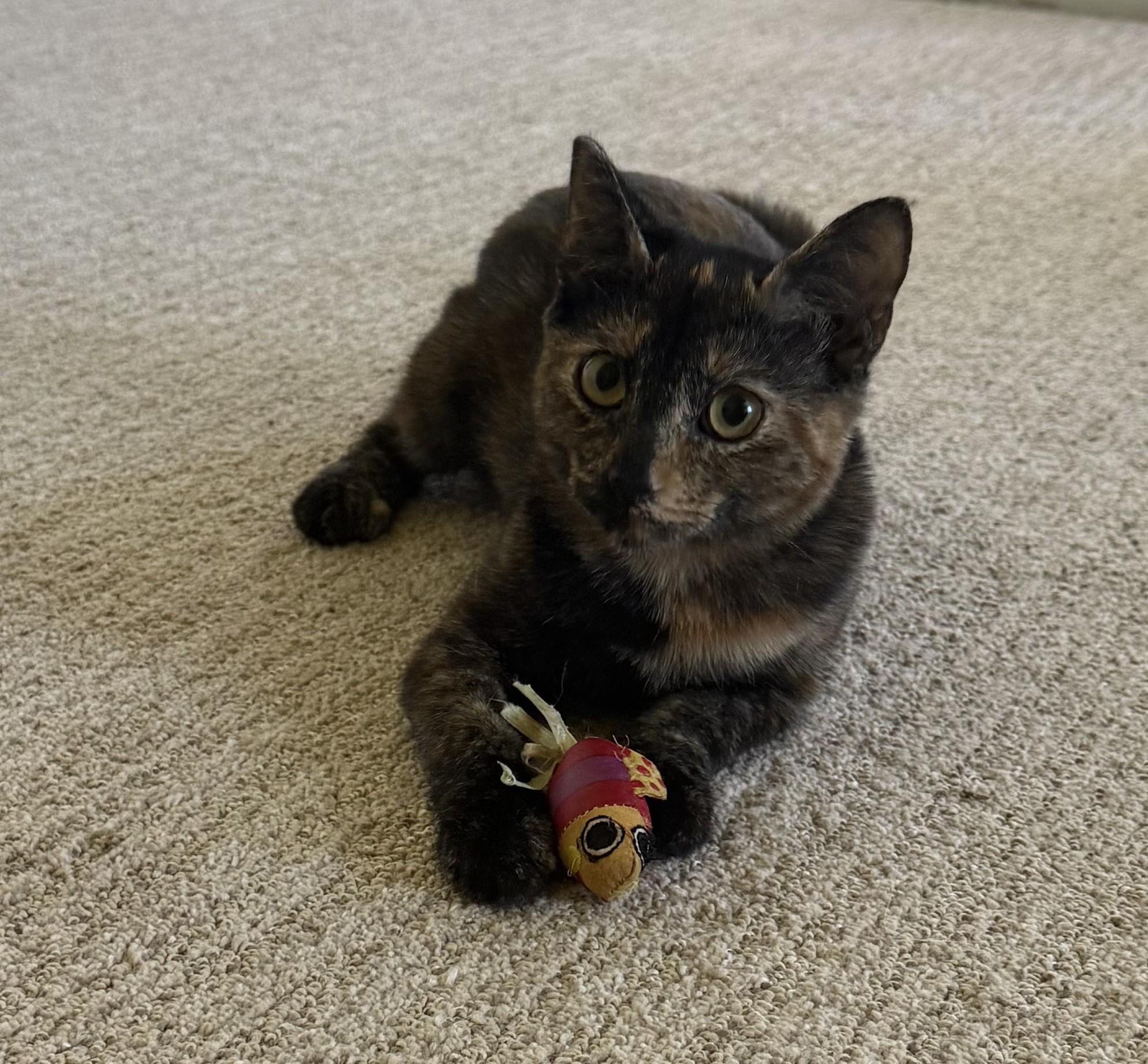 Enlarge Tortie, a Adoptable Tortoiseshell in DeLand, FL image 2/5