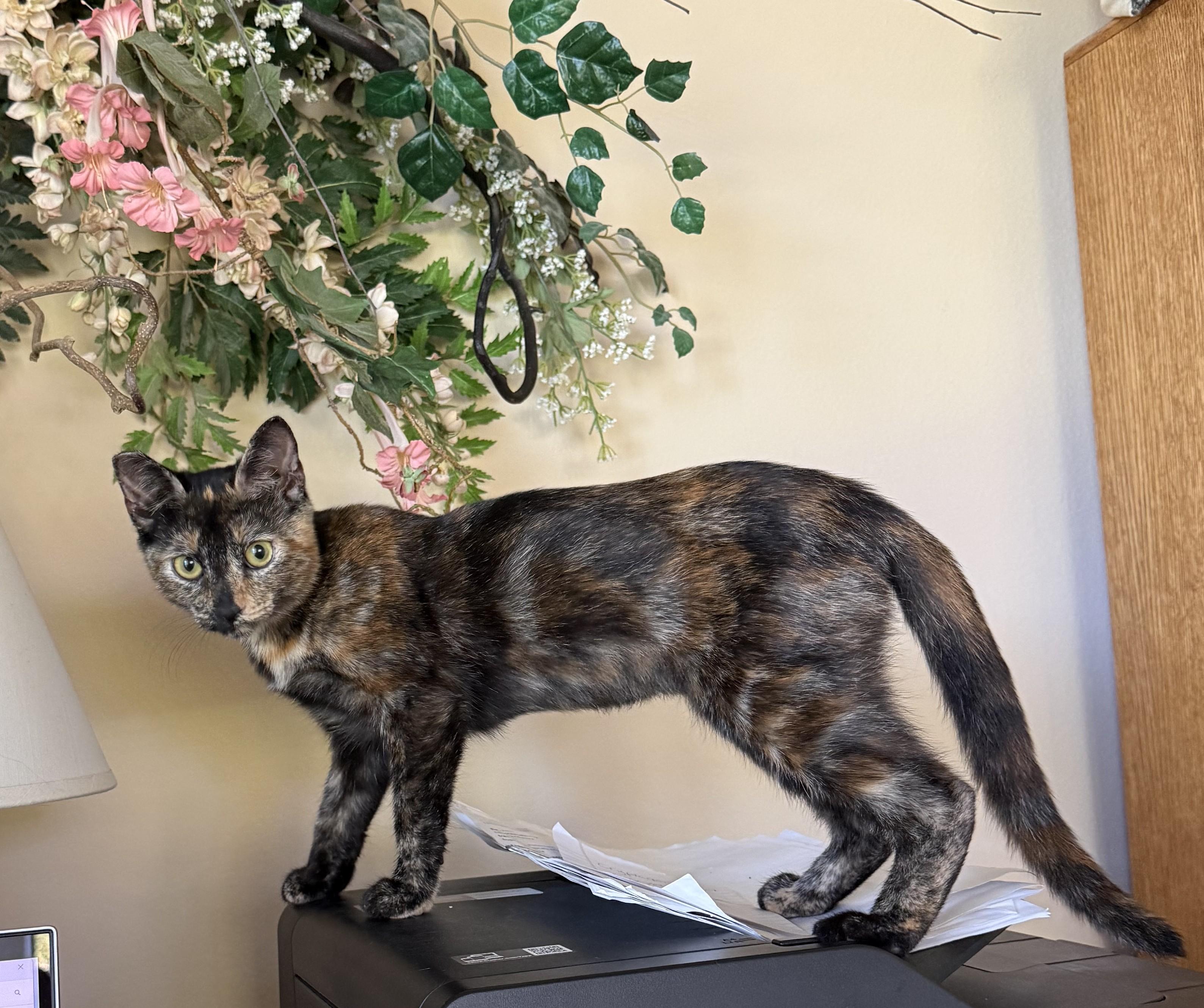 Enlarge Tortie, a Adoptable Tortoiseshell in DeLand, FL image 3/5