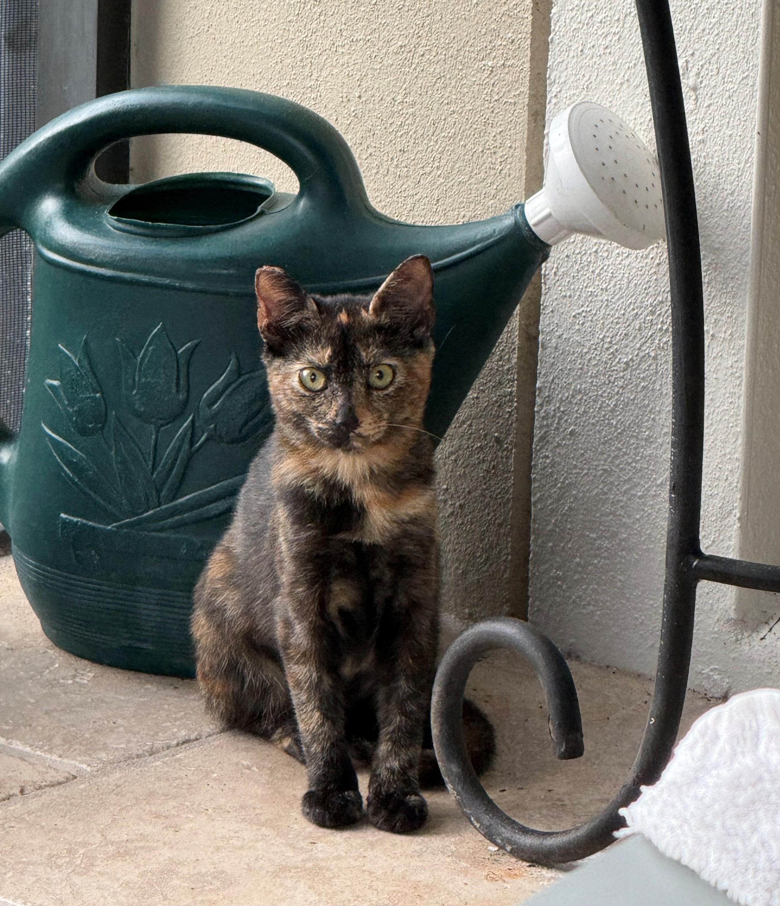 Enlarge Tortie, a Adoptable Tortoiseshell in DeLand, FL image 4/5