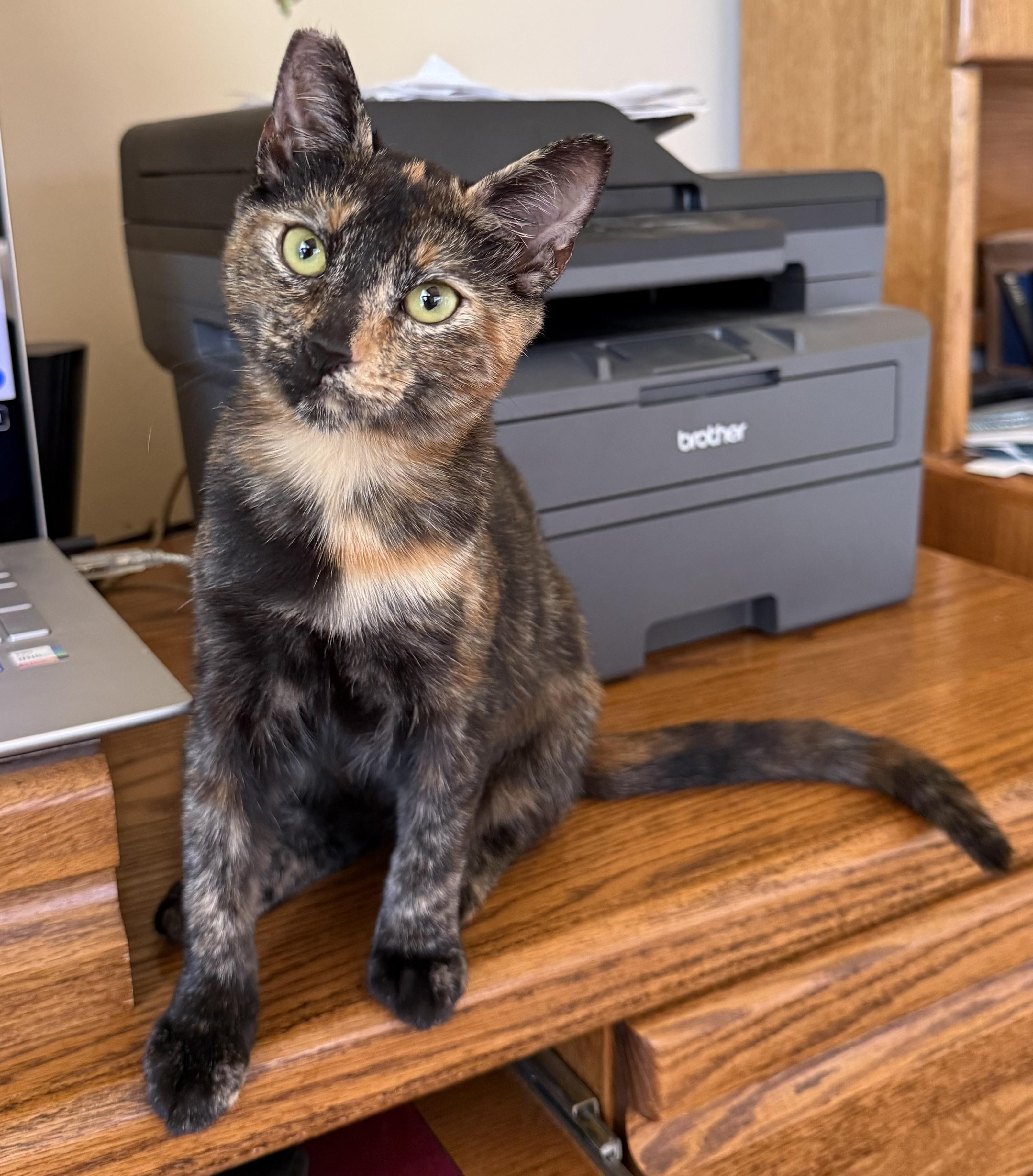 Tortie, Adoptable, Young Female Tortoiseshell.