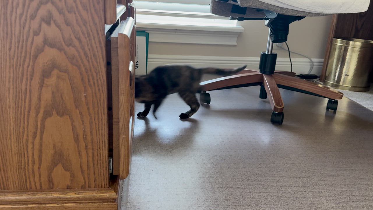 Enlarge Tortie, a Adoptable Tortoiseshell in DeLand, FL video 5/5