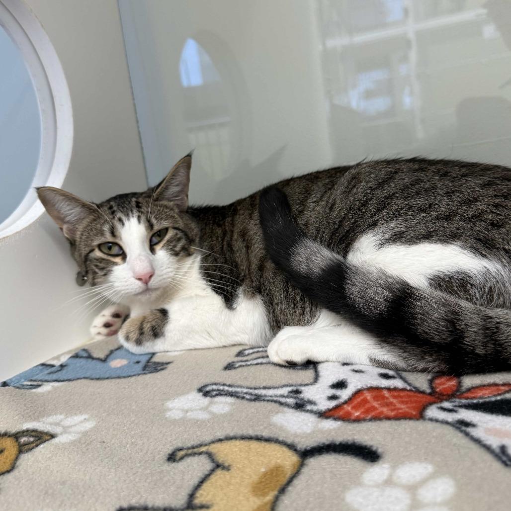 Enlarge Salsa, a Adoptable Domestic Short Hair in Beaumont, TX image 1/1