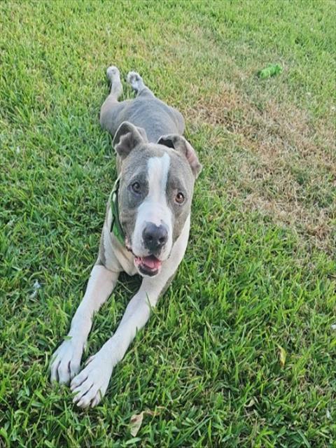 PEDRO, Adoptable, Adult Male Staffordshire Bull Terrier & Mixed Breed.