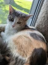 Butterscotch, a ADOPTABLE Domestic Medium Hair in Richmond Hill, ON image 1/6