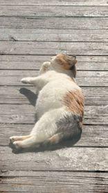 Butterscotch, a ADOPTABLE Domestic Medium Hair in Richmond Hill, ON image 4/6