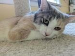 Butterscotch, a ADOPTABLE Domestic Medium Hair in Richmond Hill, ON image 2/6