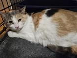 Butterscotch, a ADOPTABLE Domestic Medium Hair in Richmond Hill, ON image 3/6