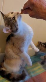 Butterscotch, a ADOPTABLE Domestic Medium Hair in Richmond Hill, ON image 5/6