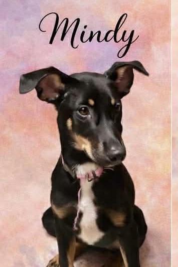 Enlarge Mindy, a ADOPTABLE Doberman Pinscher in East Haddam, CT image 1/1