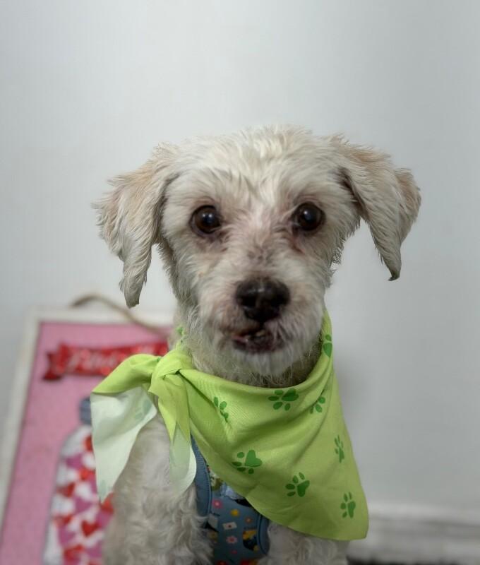 Jake, Adoptable, Adult Male Havanese & Poodle.
